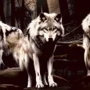 Original Wolf Pack