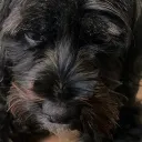 Aesteroid Destroyers