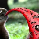 Anteater Discord