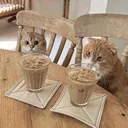 ◞　　ʚɞ　　Cat Cafe Online