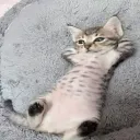 Yin's Hangout