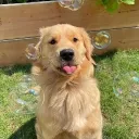 lar dos cachorros