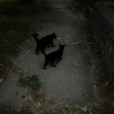 meow ❀⋆ೃ࿔･ Discord server icon