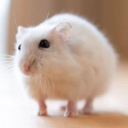 /wumistan/ . chud tag Discord server icon