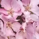 🩷🌸🌺BUN'S WONDERLAND🌺🌸🩷