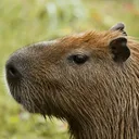 Capybara Survival
