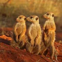Meerkats Club