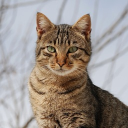 FRIENDS Discord server icon