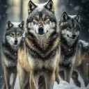 Wolf Community