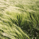 Whispers of the Wind