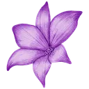 The Forgotten Lily