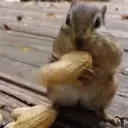 Chipmunks (Theodore’s fan server)