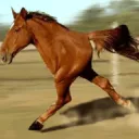 Horseballs37's Placenta