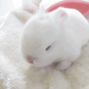 bunni bunni Discord server icon