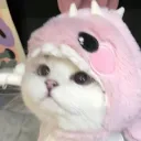 Taylor's kitten