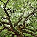 Pack of the Oak