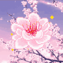 Blossom
