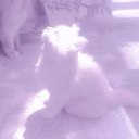 𑣲𝑲𝒊𝒕𝒕𝒚 𝒑𝒂𝒓𝒂𝒅𝒊𝒔𝒆 Discord server icon