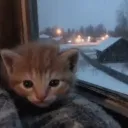 ˜”*°• 𝐍𝐢𝐠𝐡𝐭𝐟𝐚𝐥𝐥 𝐕𝐚𝐥𝐥𝐞𝐲 •°*”˜