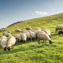 Sugar Baby.....'s icon