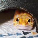 レオパが好きなぼっちのサーバー Discord server icon