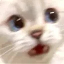 Cattylo 2.0