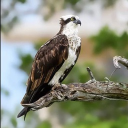 Osprey RP/Fan Server Discord server icon