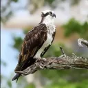 Osprey RP/Fan Server