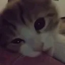 /meowww