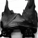 /bats