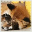 ★   𓈒   𝙃𝙖𝙧𝙫𝙚𝙮´𝙨 𝘽𝙪𝙧𝙧𝙤𝙬   🌿 ₊⊹