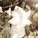 𝓱𝓪𝓿𝓮𝓷𝓵𝔂 🪽 Discord server icon