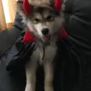 vampire