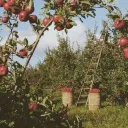 ✿ ۫         𝘵𝘩𝘦 𝘢𝘱𝘱𝘭𝘦 𝘧𝘢𝘳𝘮          ꕀ🍎 ᐟ˳