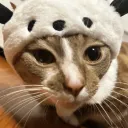 MeowingMeowers