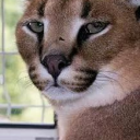 Autistical sperm whales Discord server icon