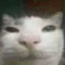 AsianChrouchyCat Community Server