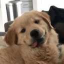 puppygirl central Discord server icon