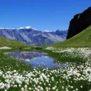 Pasture