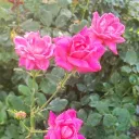 Melissa's Parenting discord icon