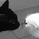 ねこ ( 꿈빛파티시엘로 서버 이전 )