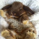 Ი︵𐑼 ᖇᗩᗷᗷIT ᑕOᐯE₊˚⊹ Discord server icon