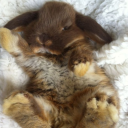 Ი︵𐑼 ᖇᗩᗷᗷIT ᑕOᐯE₊˚⊹ Discord server icon