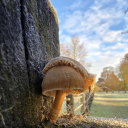 🍄 𝐓𝐡𝐞 𝐌𝐮𝐬𝐡𝐢𝐞𝐬 🍄