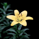 𝓣𝓱𝓮 𝓨𝓾𝓶𝓮 𝓛𝓲𝓯𝓮𝓼𝓽𝓻𝓮𝓪𝓶 ♡ Discord server icon