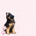 Pastel Paw Pack