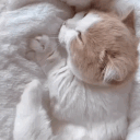 Catopia 🐾        Ⳋ ˎˊ˗