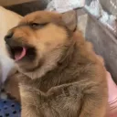 𝚆𝚊𝚝𝚘𝚗 𝚌𝚘𝚖𝚖𝚞𝚗𝚒𝚝𝚢 🐶