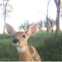 dartopia Discord server icon