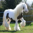 🍙 , Pony Paradeee <33 : 🪀